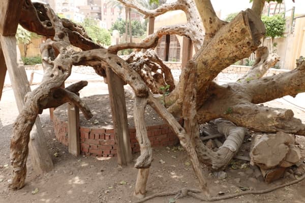Mary’s Tree